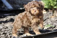 Oregano , a female Cavapoo for sale in Muskogee, OK – Photo 5 of 5