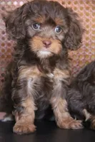 Oregano , a female Cavapoo for sale in Muskogee, OK – Photo 2 of 5
