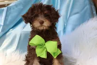 Burch , a male Cavapoo for sale in Muskogee, OK – Photo 5 of 7