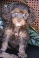 Oregano , a female Cavapoo for sale in Muskogee, OK – Photo 4 of 5