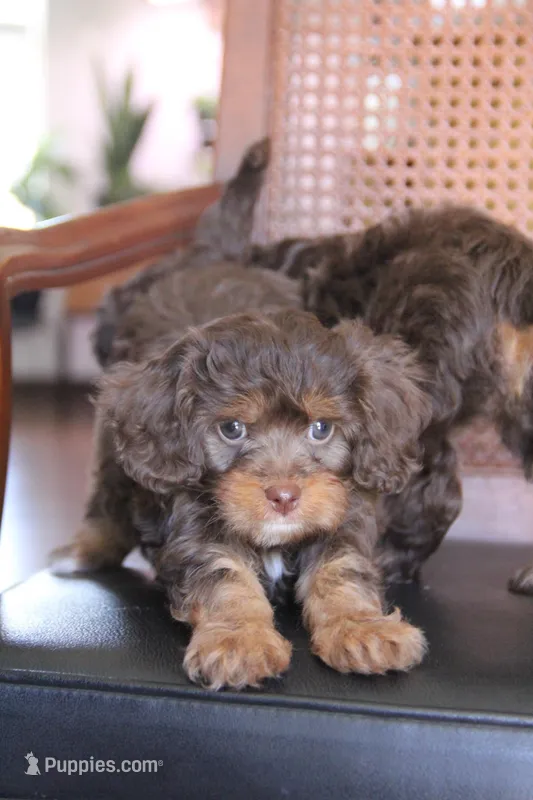 Oregano  – Cavapoo puppy for sale in Muskogee, OK