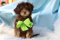 Burch , a male Cavapoo for sale in Muskogee, OK – Photo 6 of 7