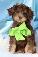 Burch , a male Cavapoo for sale in Muskogee, OK – Photo 2 of 7