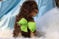 Burch , a male Cavapoo for sale in Muskogee, OK – Photo 7 of 7