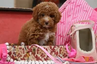 Locket, a female Maltipoo for sale in Muskogee, OK – 2 of 7