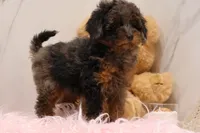 Sapphire , a female Maltipoo for sale in Muskogee, OK – 2 of 5