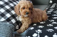 processed/fcfc6523-8b74-4887-acfc-5fbebf508260/listing/c61d1bb7-b4e5-48c5-83ec-cadc626203df/0d1f34b8-dd38-4354-bbfb-5c9fdab34131