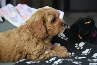 processed/fcfc6523-8b74-4887-acfc-5fbebf508260/listing/c61d1bb7-b4e5-48c5-83ec-cadc626203df/1ddfe953-4408-4613-a146-0f355ac152f7