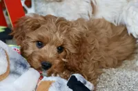 Calvin, a male Cavapoo for sale in Muskogee, OK – Photo 4 of 6