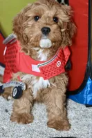 Calvin, a male Cavapoo for sale in Muskogee, OK – Photo 3 of 6