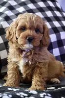 processed/fcfc6523-8b74-4887-acfc-5fbebf508260/listing/c61d1bb7-b4e5-48c5-83ec-cadc626203df/3a24fbcc-13e3-44f8-9121-7f5dd74b4d99