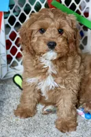 Calvin, a male Cavapoo for sale in Muskogee, OK – Photo 1 of 6