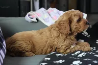 processed/fcfc6523-8b74-4887-acfc-5fbebf508260/listing/c61d1bb7-b4e5-48c5-83ec-cadc626203df/652b0757-6245-4d0c-a45e-42dfc6060130