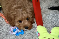 Calvin, a male Cavapoo for sale in Muskogee, OK – Photo 2 of 6