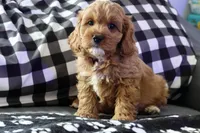 processed/fcfc6523-8b74-4887-acfc-5fbebf508260/listing/c61d1bb7-b4e5-48c5-83ec-cadc626203df/793d5ec0-3045-442b-a1e9-87937001106f