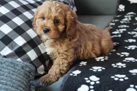 processed/fcfc6523-8b74-4887-acfc-5fbebf508260/listing/c61d1bb7-b4e5-48c5-83ec-cadc626203df/83a646d7-4895-49d7-bdda-4d3c7023048a