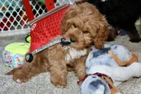 Calvin, a male Cavapoo for sale in Muskogee, OK – Photo 6 of 6