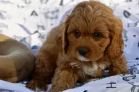 processed/fcfc6523-8b74-4887-acfc-5fbebf508260/listing/c61d1bb7-b4e5-48c5-83ec-cadc626203df/b1c9b5f0-9d5d-41a0-9f53-cee405b9f2a1