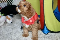 Calvin, a male Cavapoo for sale in Muskogee, OK – Photo 5 of 6