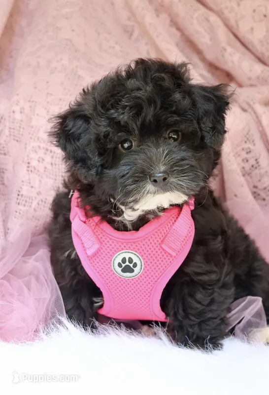 Tracie  – Maltipoo puppy for sale in Muskogee, OK