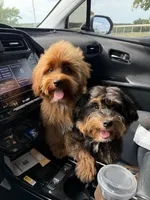 Bear trained , a male Maltipoo for sale in Muskogee, OK – 9 of 10