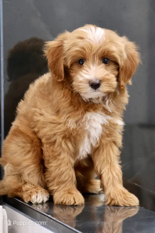 Pocket  – Maltipoo puppy for sale in Muskogee, OK
