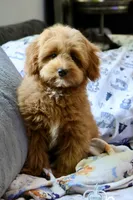 Bear trained , a male Maltipoo for sale in Muskogee, OK – 3 of 10