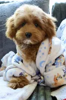 Bear trained , a male Maltipoo for sale in Muskogee, OK – 4 of 10