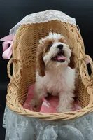 Posie pearl , a female Cavapoo for sale in Muskogee, OK – 4 of 10