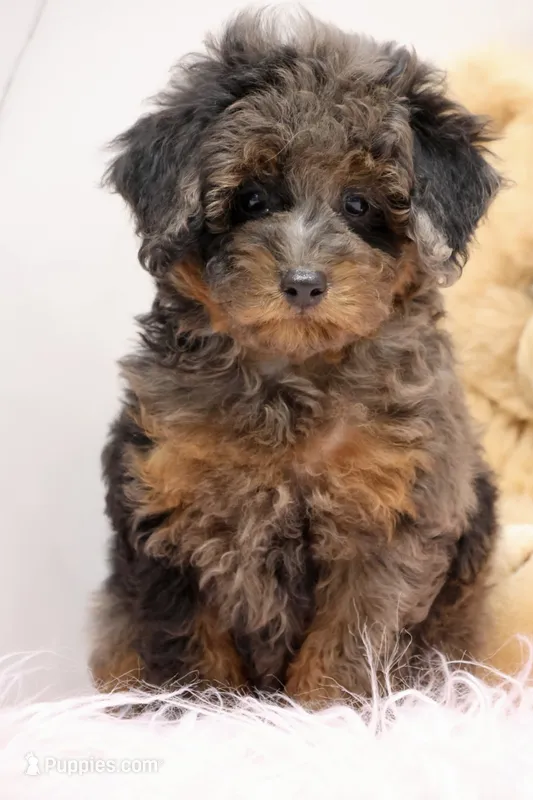 Sapphire  – Maltipoo puppy for sale in Muskogee, OK
