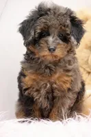 Sapphire , a female Maltipoo for sale in Muskogee, OK – 1 of 5