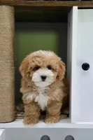 Ted, a male Maltipoo for sale in Muskogee, OK – Photo 3 of 4