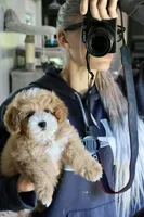 Ted, a male Maltipoo for sale in Muskogee, OK – Photo 4 of 4