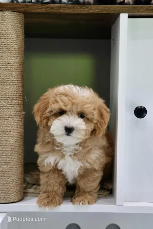 Ted – Maltipoo puppy for sale in Muskogee, OK