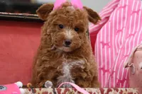 Locket, a female Maltipoo for sale in Muskogee, OK – 6 of 7