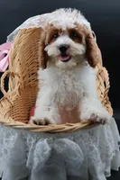 Posie pearl , a female Cavapoo for sale in Muskogee, OK – 9 of 10