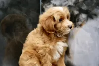 Pocket , a male Maltipoo for sale in Muskogee, OK – 2 of 3