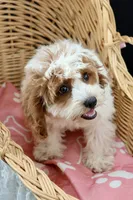 Posie pearl , a female Cavapoo for sale in Muskogee, OK – 8 of 10