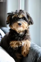 Eddie trained , a male Maltipoo for sale in Muskogee, OK – 4 of 10