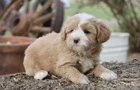 Ceasar, a male Maltipoo for sale in Muskogee, OK – Photo 2 of 4