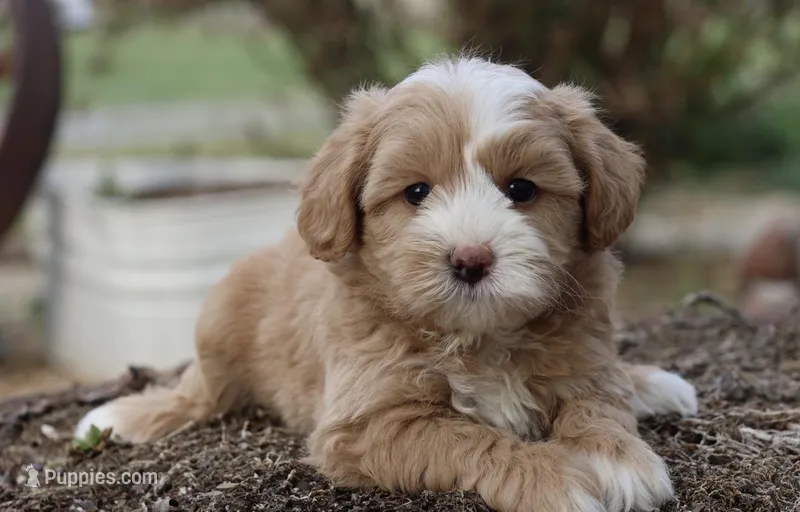 Ceasar – Maltipoo puppy for sale in Muskogee, OK