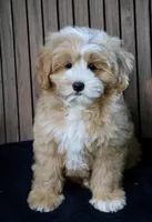 Teddy, a male Maltipoo for sale in Muskogee, OK – Photo 2 of 5