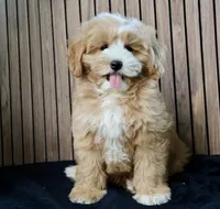 Teddy, a male Maltipoo for sale in Muskogee, OK – Photo 3 of 5