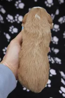 Ceasar, a male Maltipoo for sale in Muskogee, OK – Photo 5 of 5