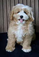 Teddy, a male Maltipoo for sale in Muskogee, OK – Photo 5 of 5