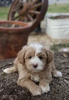 Ceasar, a male Maltipoo for sale in Muskogee, OK – Photo 4 of 4