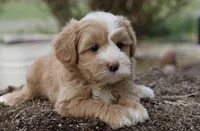 Ceasar, a male Maltipoo for sale in Muskogee, OK – Photo 3 of 4