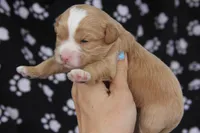 Ceasar, a male Maltipoo for sale in Muskogee, OK – Photo 4 of 5