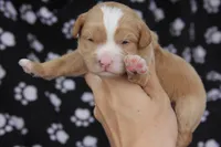 Ceasar, a male Maltipoo for sale in Muskogee, OK – Photo 2 of 5