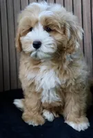 Teddy, a male Maltipoo for sale in Muskogee, OK – Photo 4 of 5